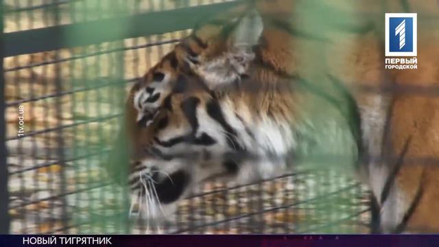 В Одесском зоопарке открыли тигриный вольер смотреть онлайн
