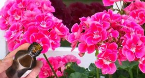 Глицерин для комнатных растений