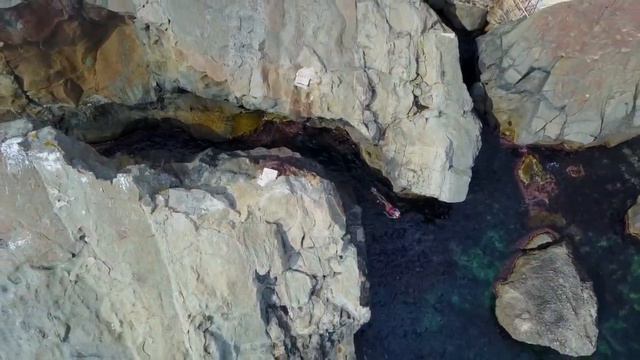 Спасибо, Друг! (щенок спасал хозяйку в море) смотреть онлайн