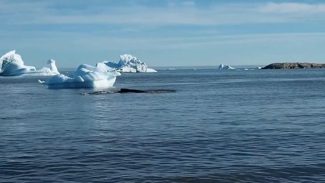 На краю земли. Гренландия.  Greenland June, 2017