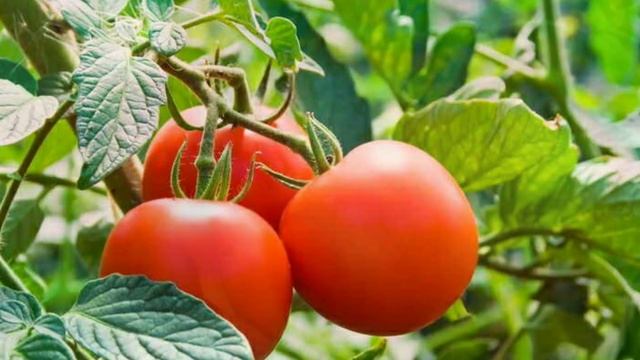 Аспирин для томатов: зачем и как его использовать, аспирин для рассады и семян помидор смотреть онлайн