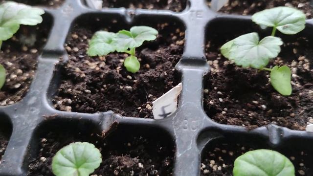 Крепкая рассада пеларгонии. Что необходимо для этого сделать смотреть онлайн