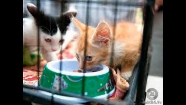 самый лучший корм для кошек смотреть онлайн