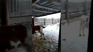 меняем передние колеса на т 40