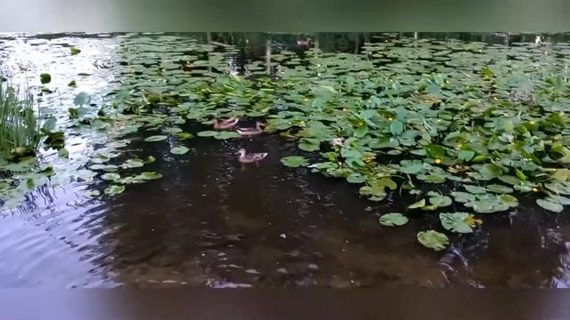 МИРОЖСКИЙ ДЕНДРОЛОГИЧЕСКИЙ ПАРК/ ПСКОВ/ВИДЕО ПРОГУЛКА смотреть онлайн