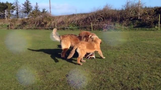 #leonberger 36 смотреть онлайн