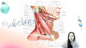 Треугольники шеи  | Анатомия | Умскул