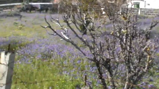 ИСПАНИЯ: Ослик... Ла Пальма... Канарские острова La Palma Canary Islands Spain смотреть онлайн