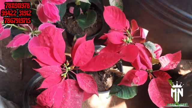 Flowering plants collection/online sales available/rare plants смотреть онлайн