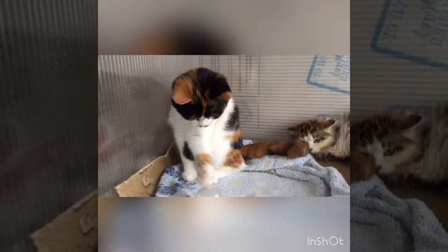 Кожное отделении для кошек! смотреть онлайн