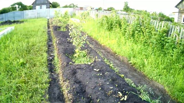 Садим огурцы и тыкву, Будни, высокая грядка смотреть онлайн