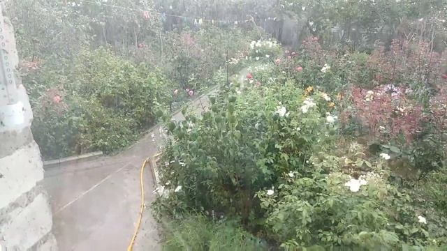 Зона рискованного земледелия для роз. Град 1 августа. смотреть онлайн