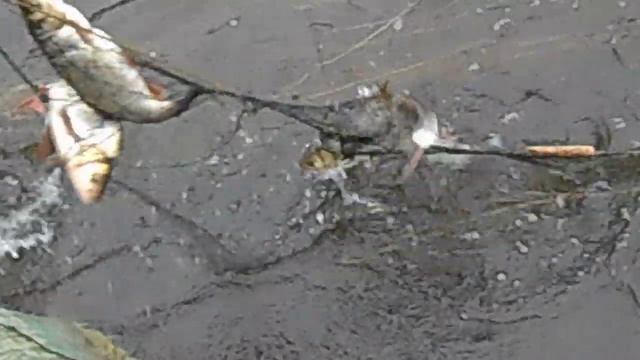 Рыбалка на сети 1( язь, река Ижма, город Сосногорск 2018г). смотреть онлайн