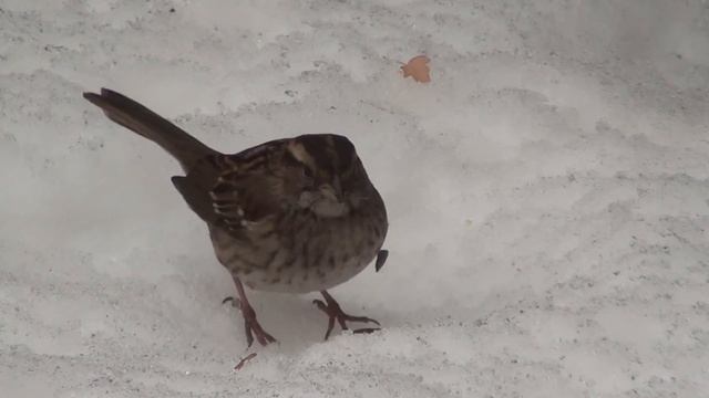 White-throated Sparrow (Emberizidae: Zonotrichia Albicollis) Feeding