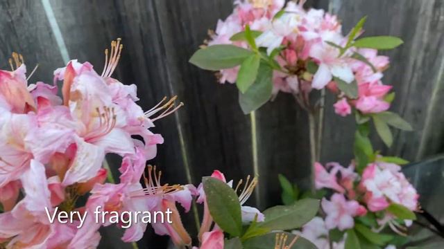 Azalea "Candy Lights" In Blooms May 22, 2022 смотреть онлайн