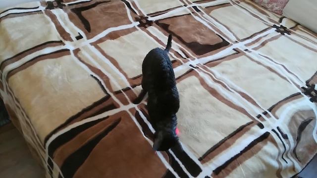 Кот и пушистик байла