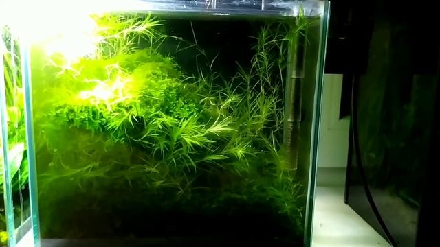 Наяз-наяда или резуха очень красивое и полезное аквариумное растение смотреть онлайн