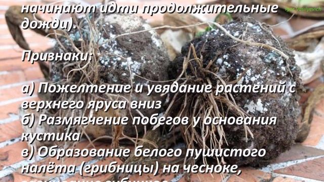 Болезни чеснока и методы лечения. Простые и эффективные способы Профилактика болезней чеснока Чесно смотреть онлайн