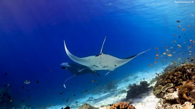 Aquarium 4K VIDEO ULTRA HD - Beautiful Coral Reef Aquarium Collection - Marine Life, Sea Animals смотреть онлайн