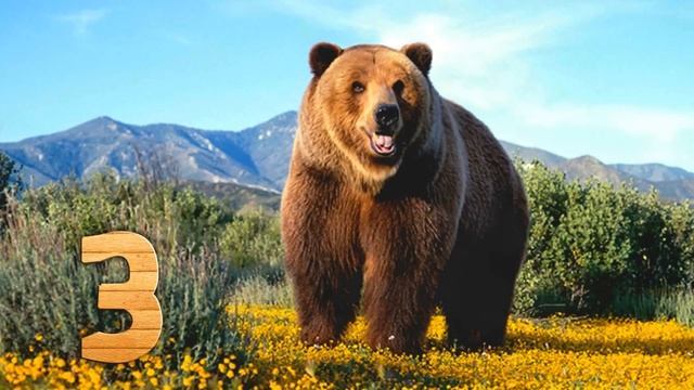 ▲5 САМЫХ БОЛЬШИХ МЕДВЕДЕЙ В МИРЕ▼ смотреть онлайн