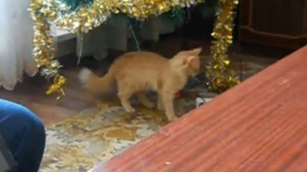 Заигрывание кота и кошки