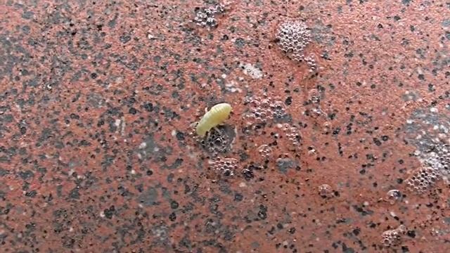 Самая уловистая непревзойдённая наживка для ловли всей белой рыбы. Где искать. смотреть онлайн