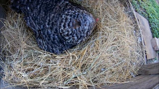 Может ли клушка вывести индюшат смотреть онлайн