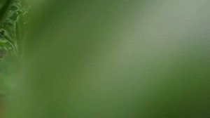 томат Король ранних