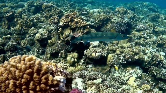 Great Barracuda, Большая барракуда