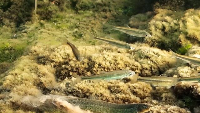 A Screaming Poop Derails Congress Meeting | Real poop | Fish Sketch смотреть онлайн