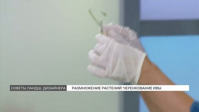 Как правильно черенковать иву смотреть онлайн