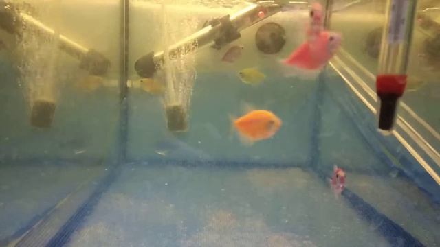 Нерест тернеции Glofish , малькам неделя