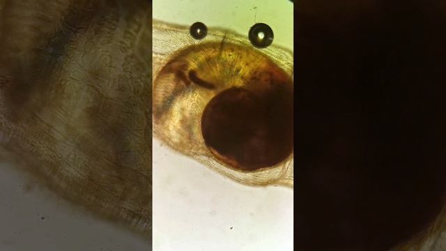 Хищный червь слопал улитку смотреть онлайн