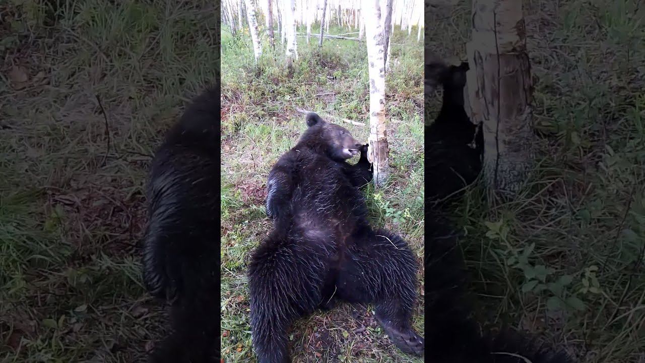 Медведи объелись. смотреть онлайн