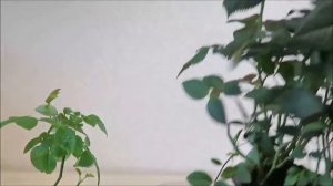 ?КАК сохранить покупную РОЗУ? в горшке, что бы не погибла?