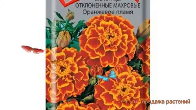 Бархатцы отклоненный Оранжевое пламя ? обзор: как сажать, семена бархатцев Оранжевое пламя смотреть онлайн