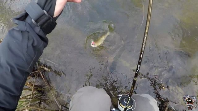 Форель в глухозимье