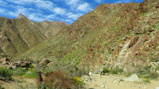 Palm Canyon Oasis and DINOSAURS in the Desert!!1 смотреть онлайн