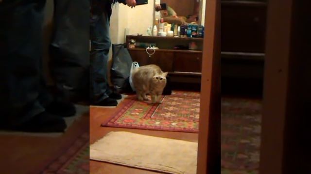 Как распушить кошку) смотреть онлайн