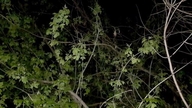 Ночной Брянский лес. Поют соловьи. смотреть онлайн