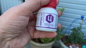 Обработка цирконом роз и гортензий, пострадавших от жары!