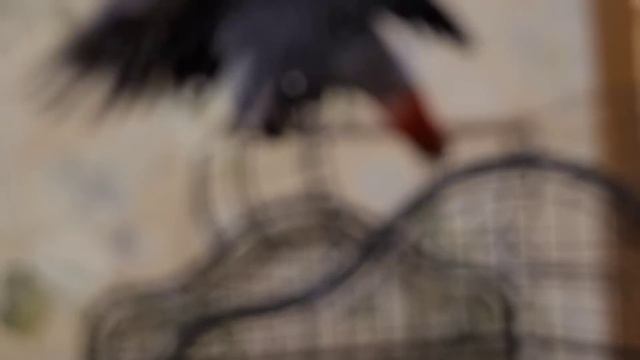 РУГАЮСЬ как МОГУ!!! Так БОЛЬШЕ ПРОДОЛЖАТЬСЯ не МОЖЕТ! смотреть онлайн