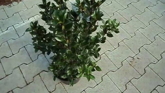 Ilex Meserveae Heckenstar