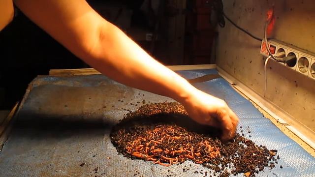 Бизнес. Разведение Дендробены .Закладка маточника. 2часть . смотреть онлайн