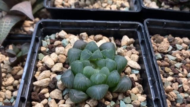 Огляд колекції хавортій (Haworthia) смотреть онлайн