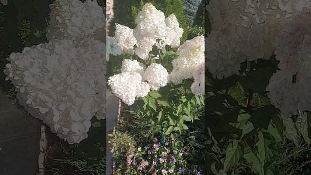 Гортензии Ванила Фрейз и Саммер Лав - одни из фаворитов смотреть онлайн