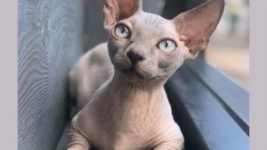 Кто сказал, что сфинксы - противные существа? Они само очарование!  Sphinxes the very charm of!