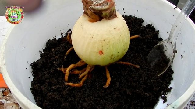 Посадите эти королевские цветы осенью. И зима в доме будет солнечной, позитивной, радостной смотреть онлайн