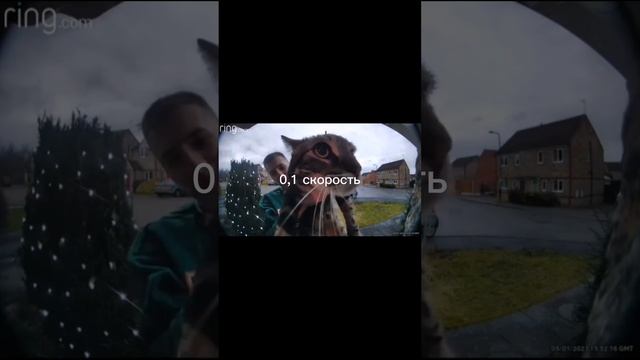 Кот мяукает в камеру! (1,0; 2,0; 5,0; 10,0; 100,0; 0,1) смотреть онлайн