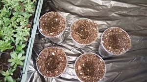 Пересадка укоренённых черенков калибрахоа. Первая подкормка.